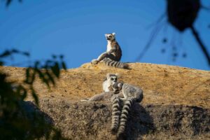 Madagaskar, södra turen, Anja, kattalemur