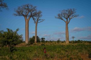 Madagaskar, södra turen, Baobab