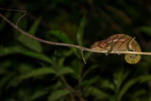 Madagaskar, södra turen, kameleont