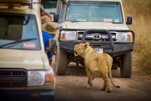 Åk på en oförglömlig safari i Tanzania med avslutande sköna dagar på Zanzibar