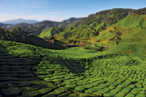 Resa till Malaysia Teplantage Cameron Highlands