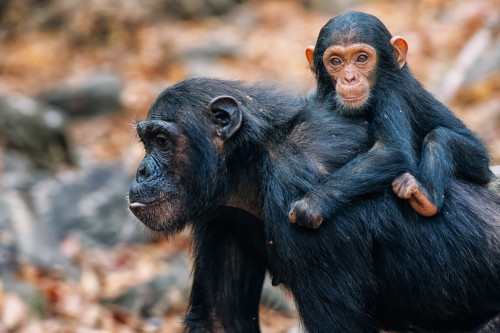 Tanzania safari; schimpanser Gombe National Park