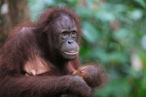 Borneo Sabah Sepilok Orangutan Rehabilitation Centre