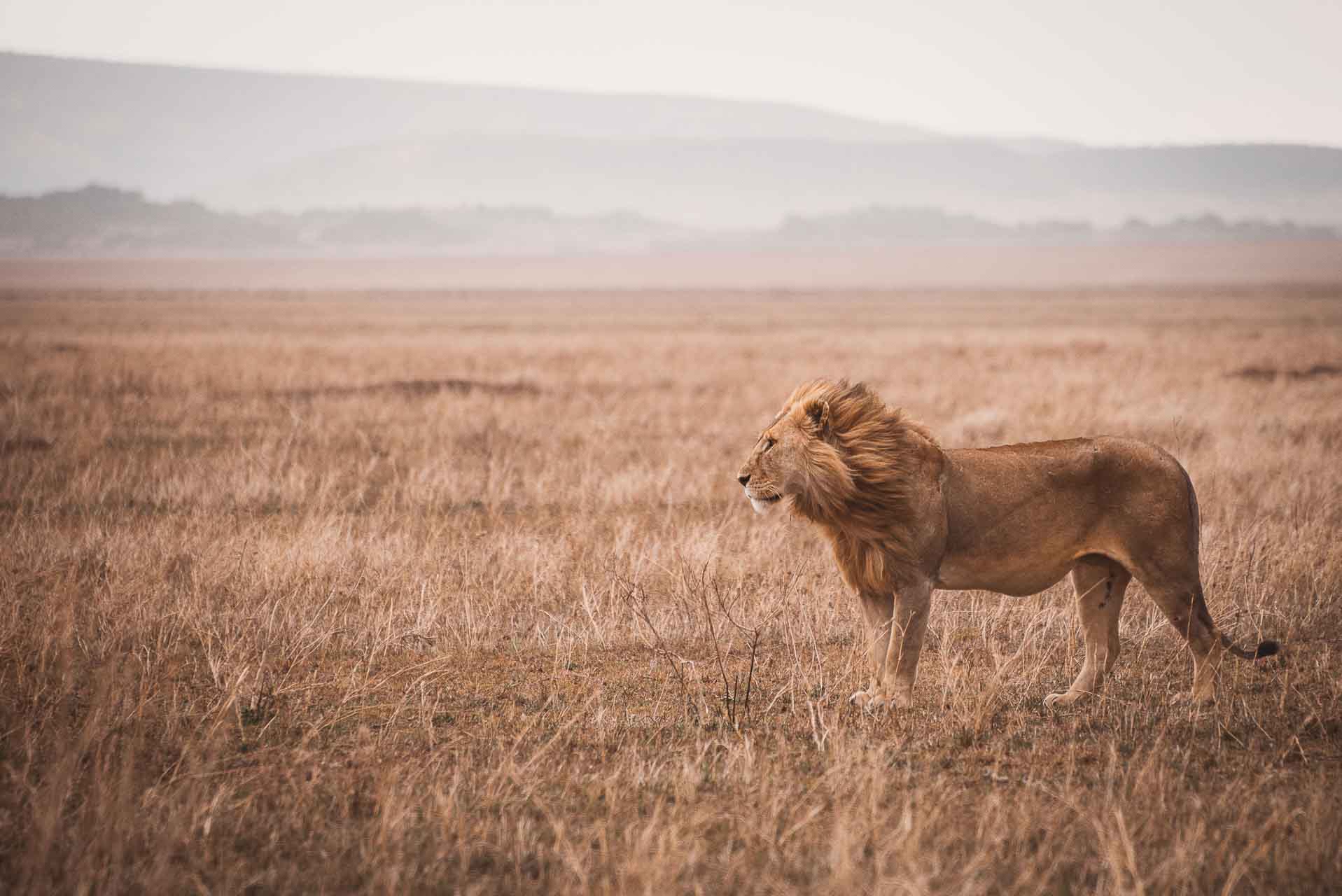Tanzania Serengeti Lejon