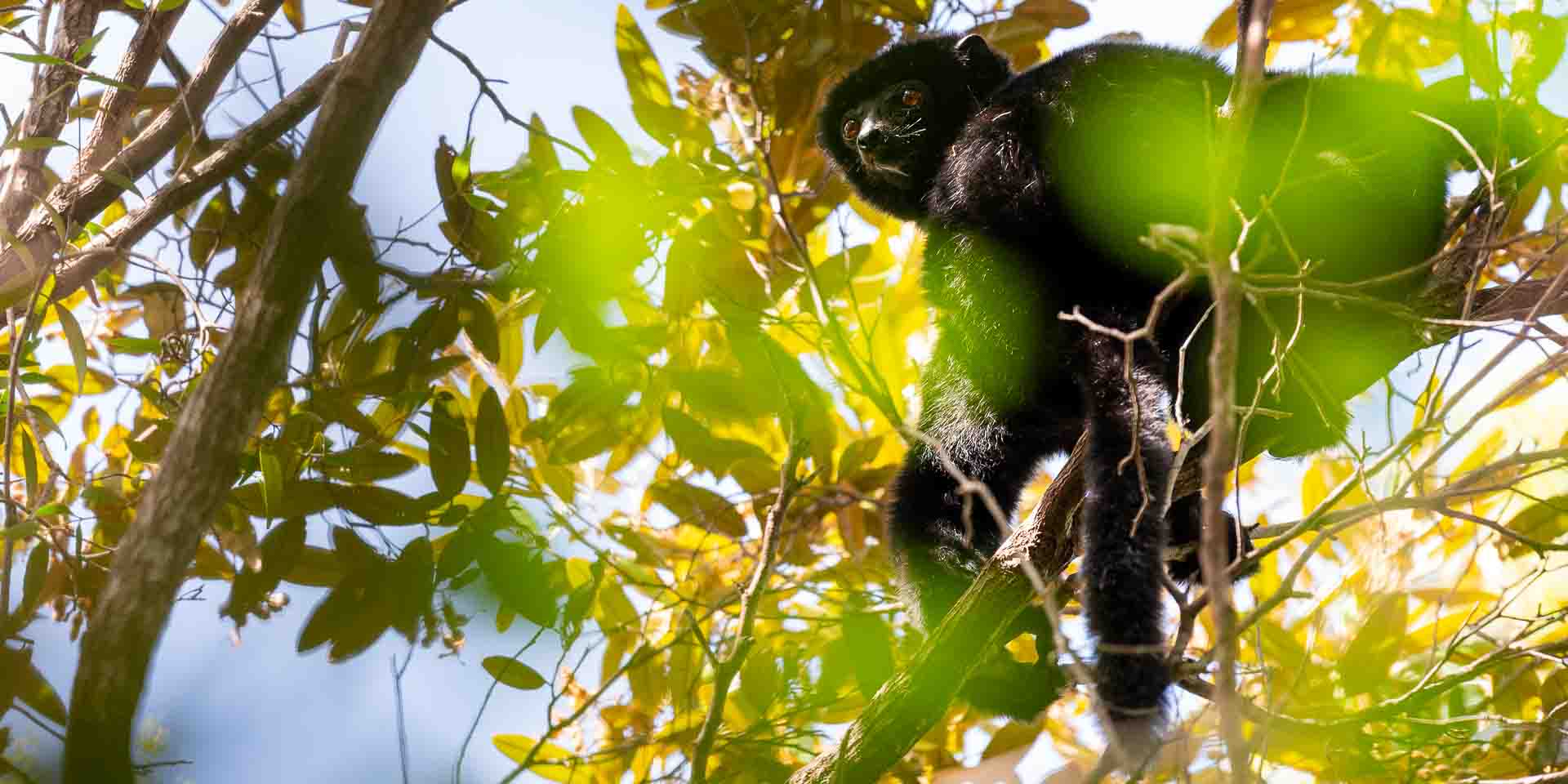 Resa till norra Madagaskar, svart sifaka lemur