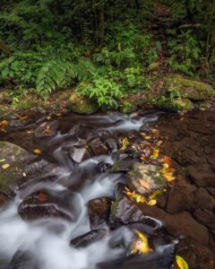 Costa Rica, spindelapa