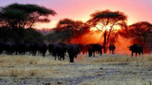 Tanzania safari, en guide till Tanzanias nationalparker