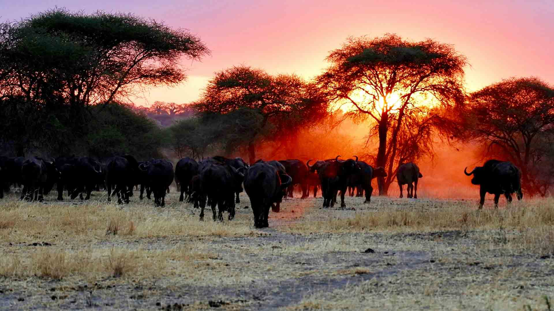 Tanzania safari, en guide till Tanzanias nationalparker