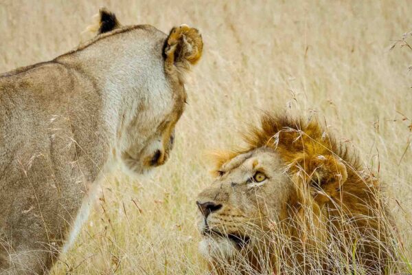 Masai Mara, Serengeti,