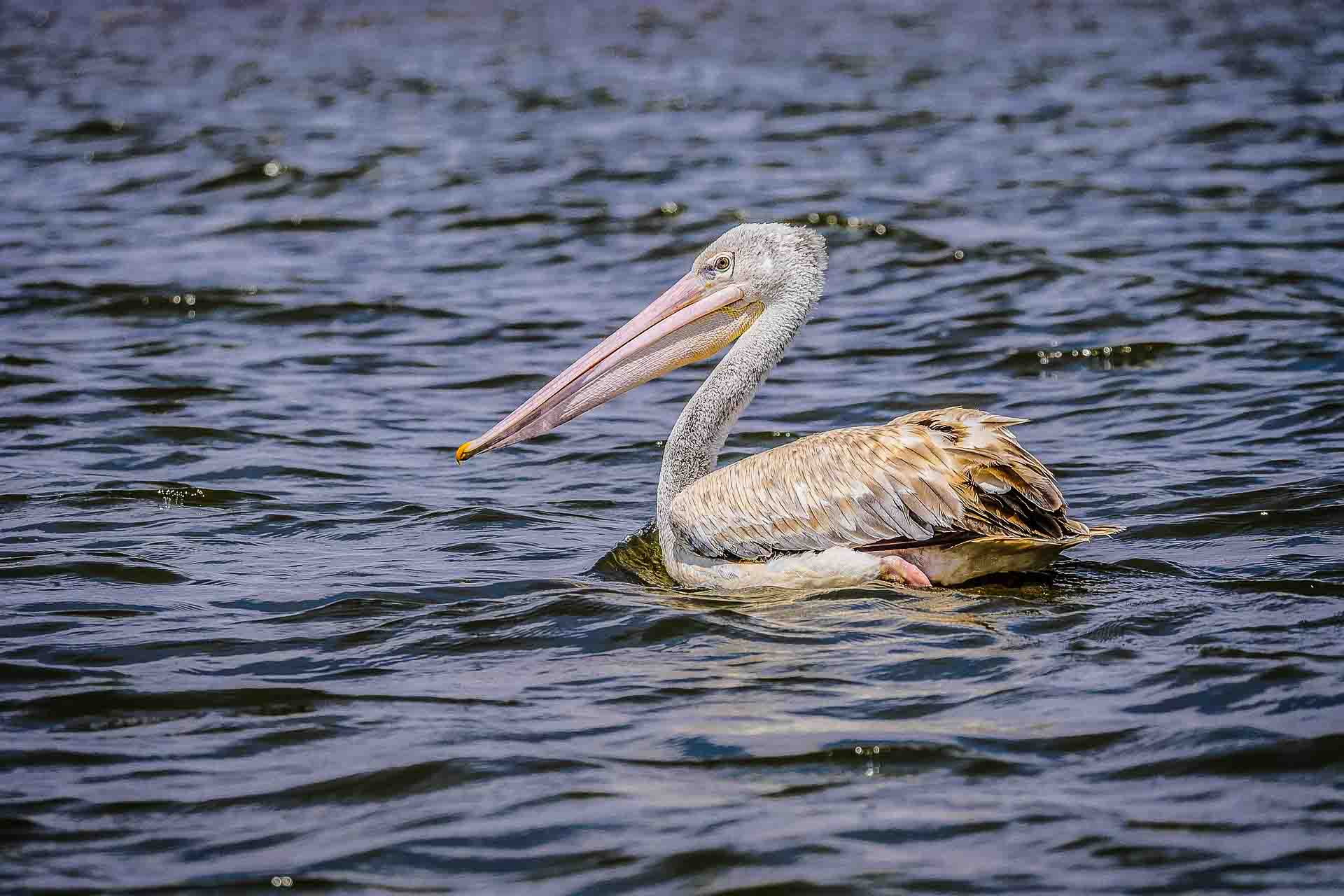 Kenya, Lake Naivasha, pelikan