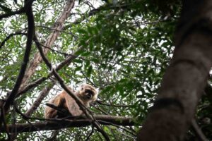 Madagaskar, Ankarana, lemur