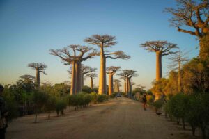 Resa till Madagaskar, flodkryssning, Tsingy, Baobab