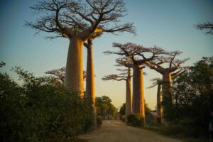 Madagaskar, Fr Michael, Baobab allen