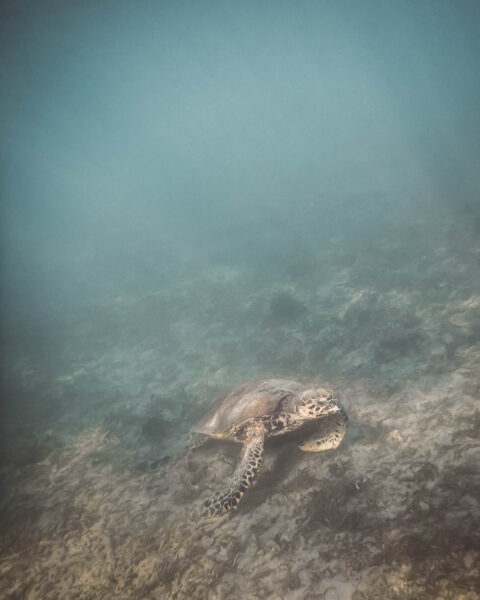 Madagaskar, Nosy Be, havsköldpadda