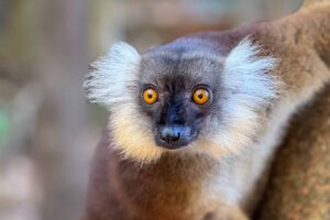 Madagaskar, Nosy Komba, lemur