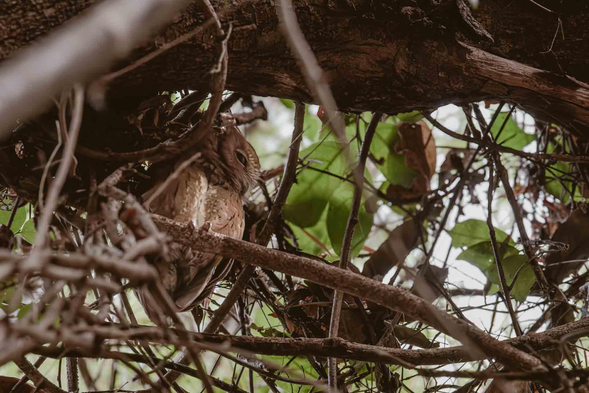 Madagaskars Small 5, Madagaskardvärguv