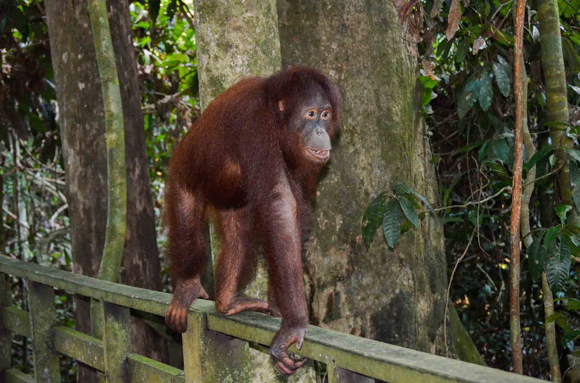 Orangutanger på Borneo