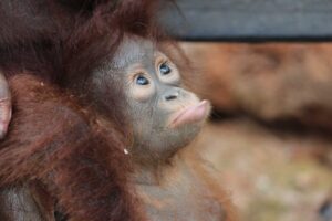 Orangutanger på Borneo, en guide till