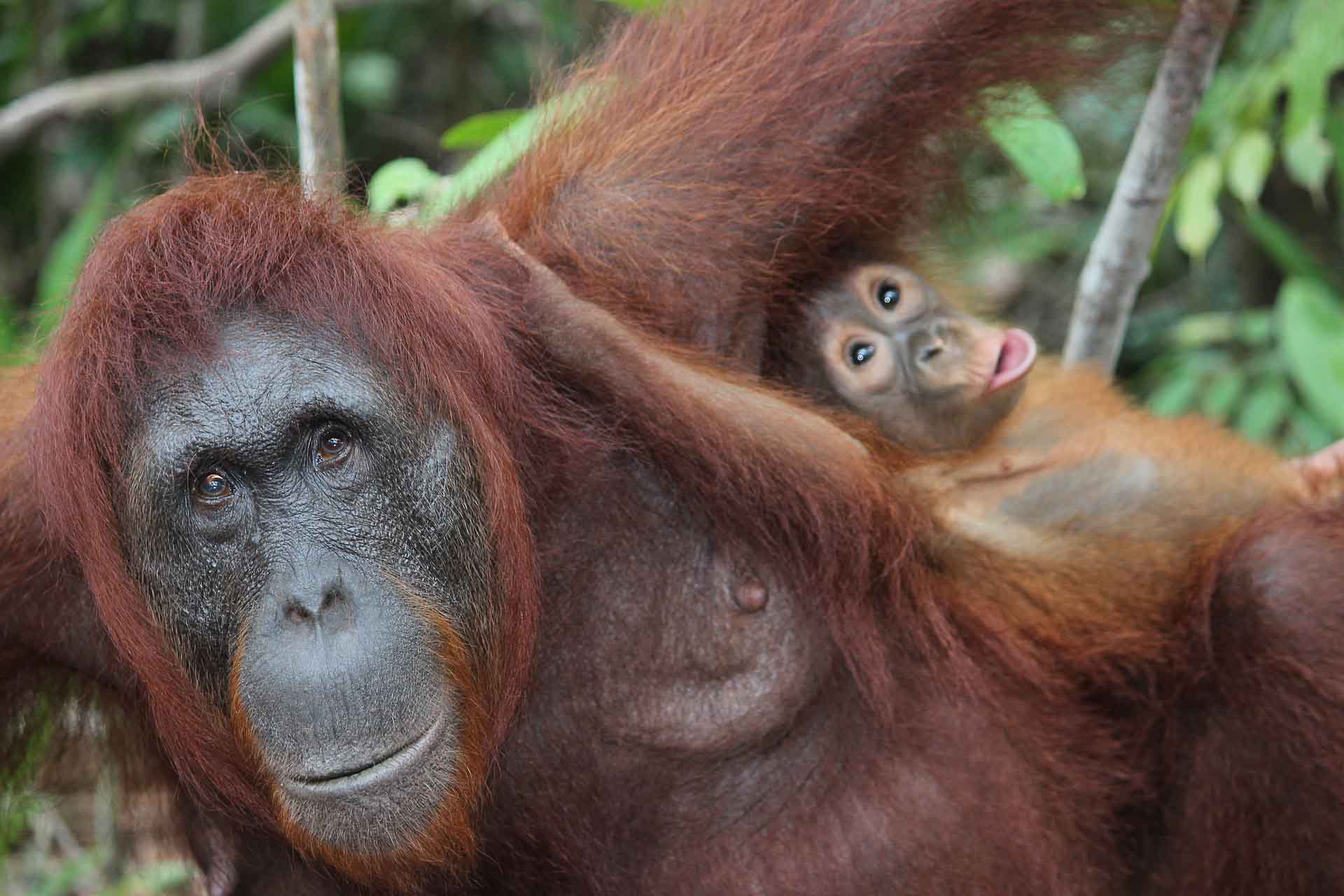 Orangutanger på Borneo