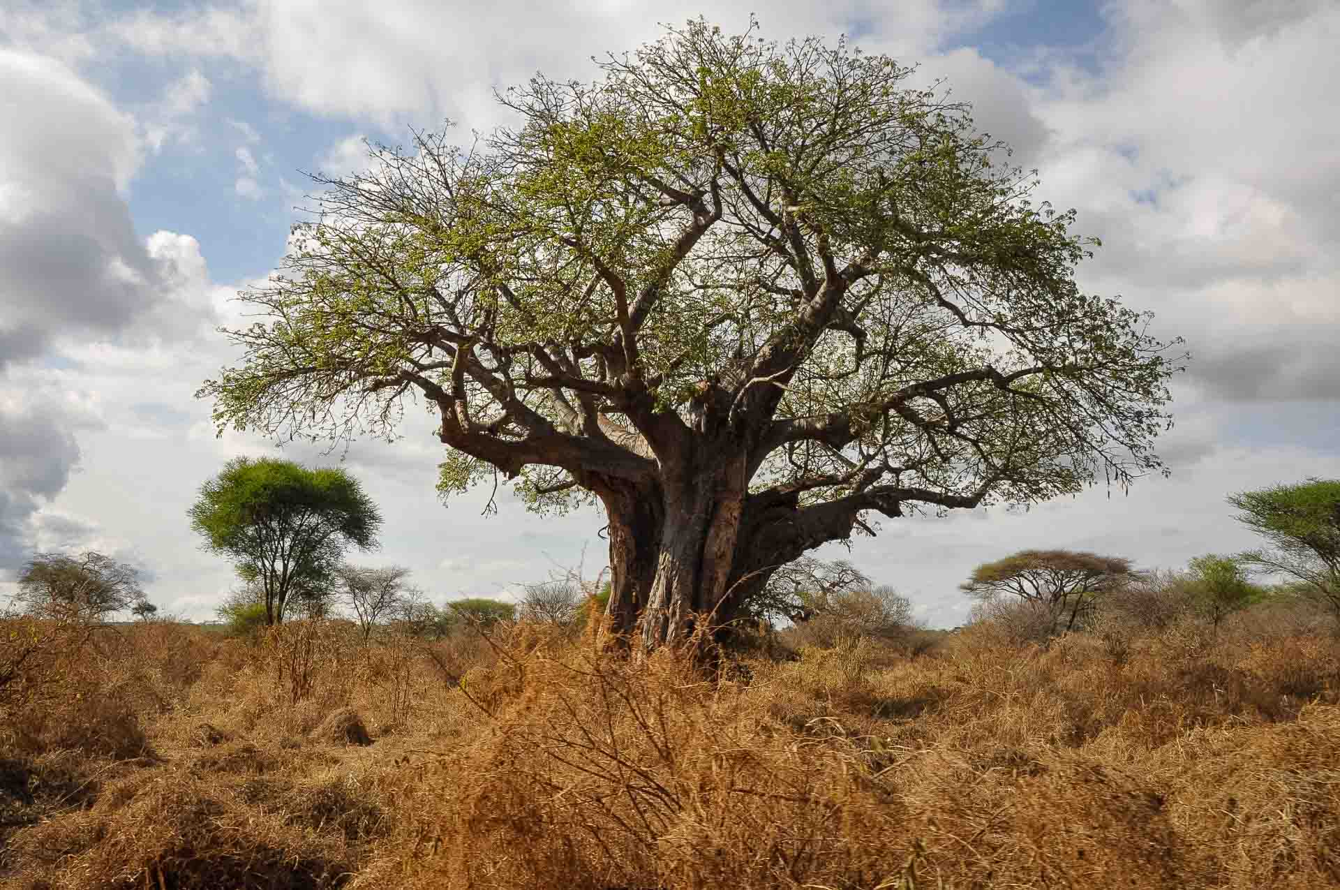 Tanzania safari 2024, Gunnel och Per