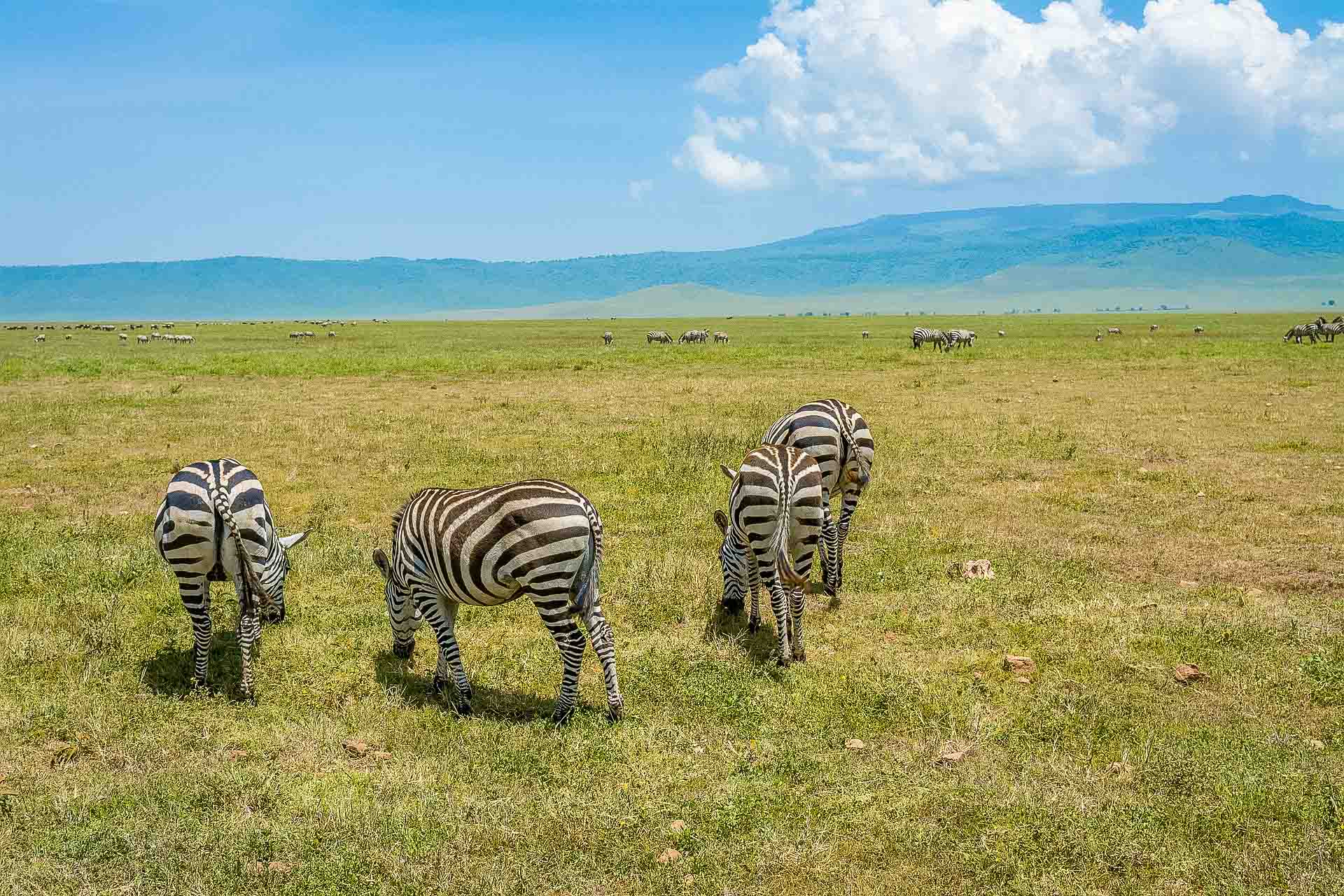 Ngorongoro kratern