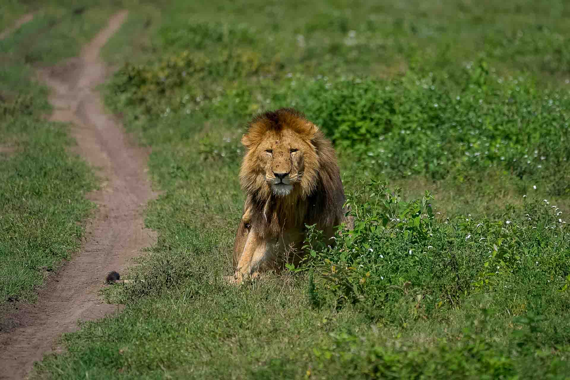 Ngorongoro kratern