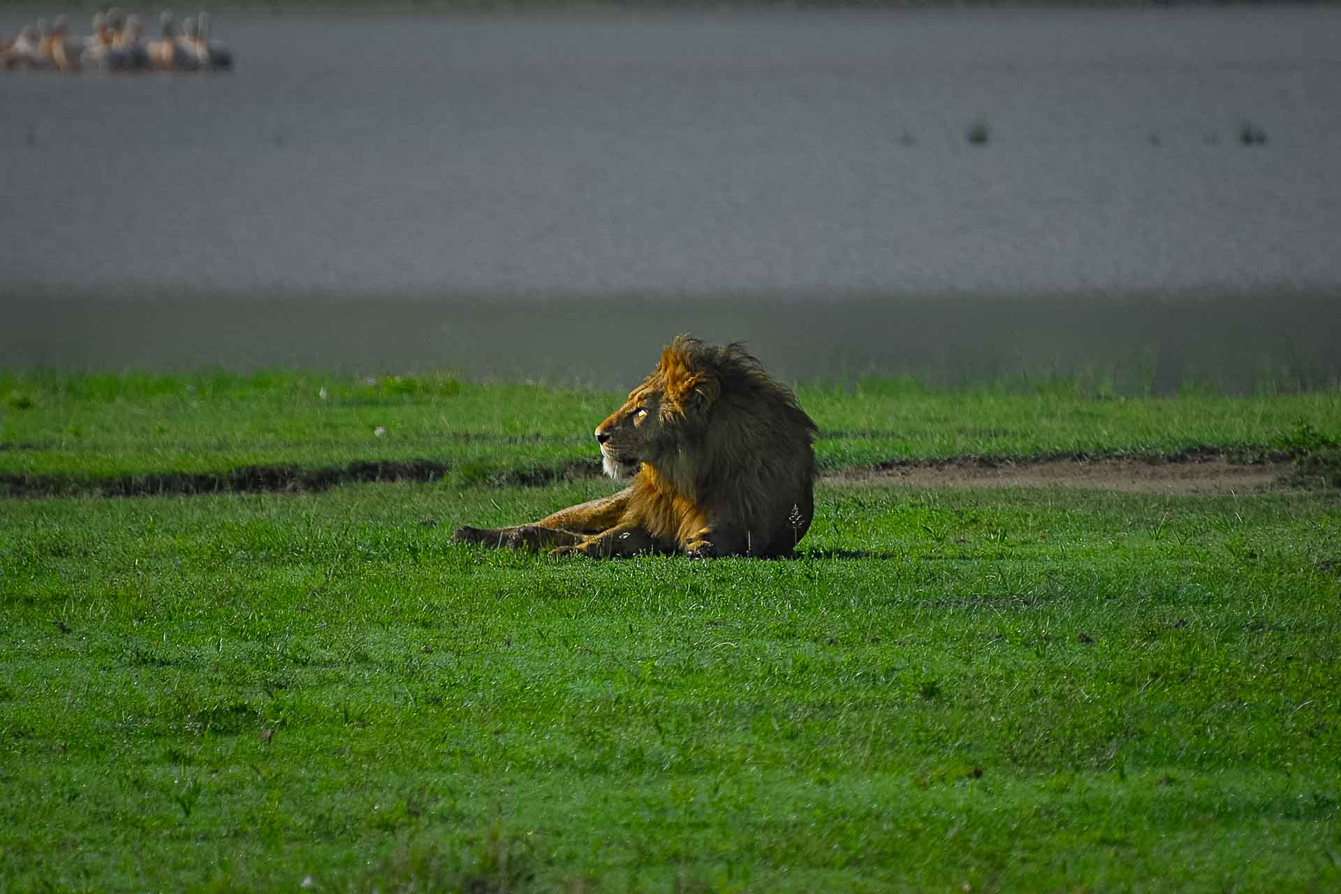 Ngorongoro kratern