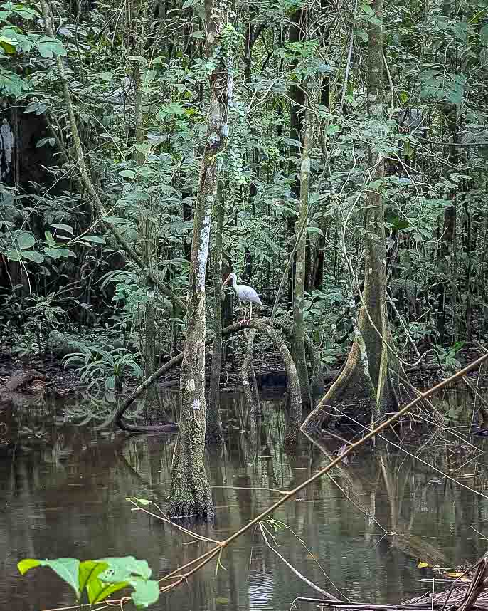 Costa Rica, Mona Magnus, bröllopsresa, reseberättelse