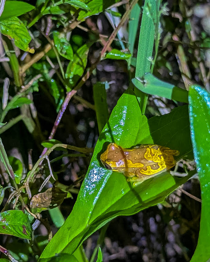 Costa Rica, Mona Magnus, bröllopsresa, reseberättelse