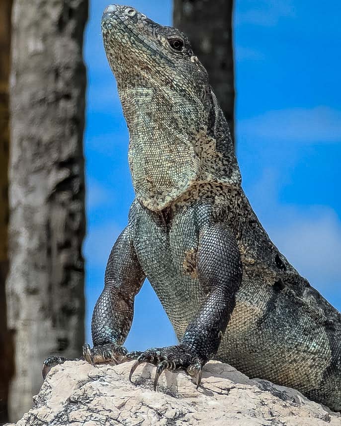 Costa Rica, Mona Magnus, bröllopsresa, reseberättelse