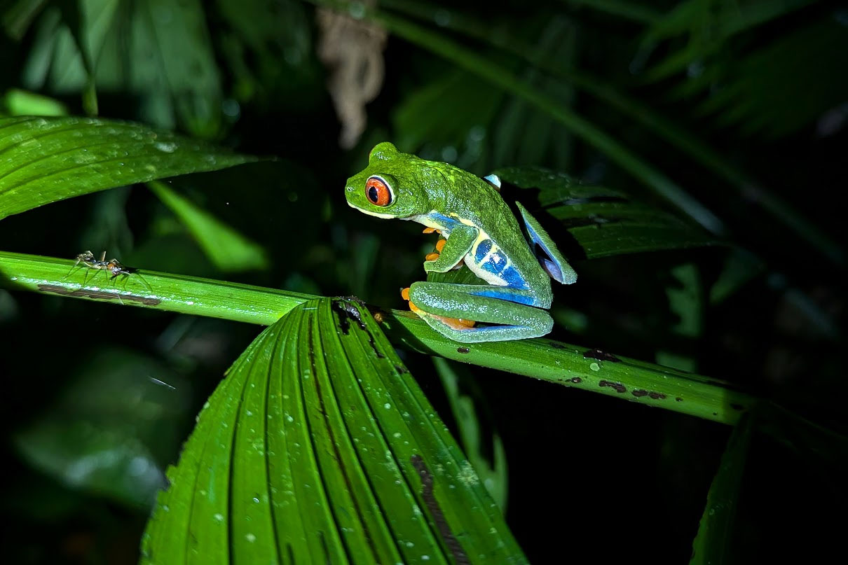 Costa Rica, Mona Magnus, bröllopsresa, reseberättelse