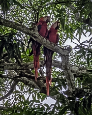 Costa Rica, Mona Magnus, bröllopsresa, reseberättelse