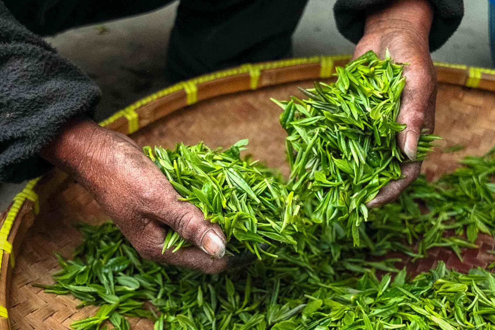 Sri Lanka teplantager, nyskördat te