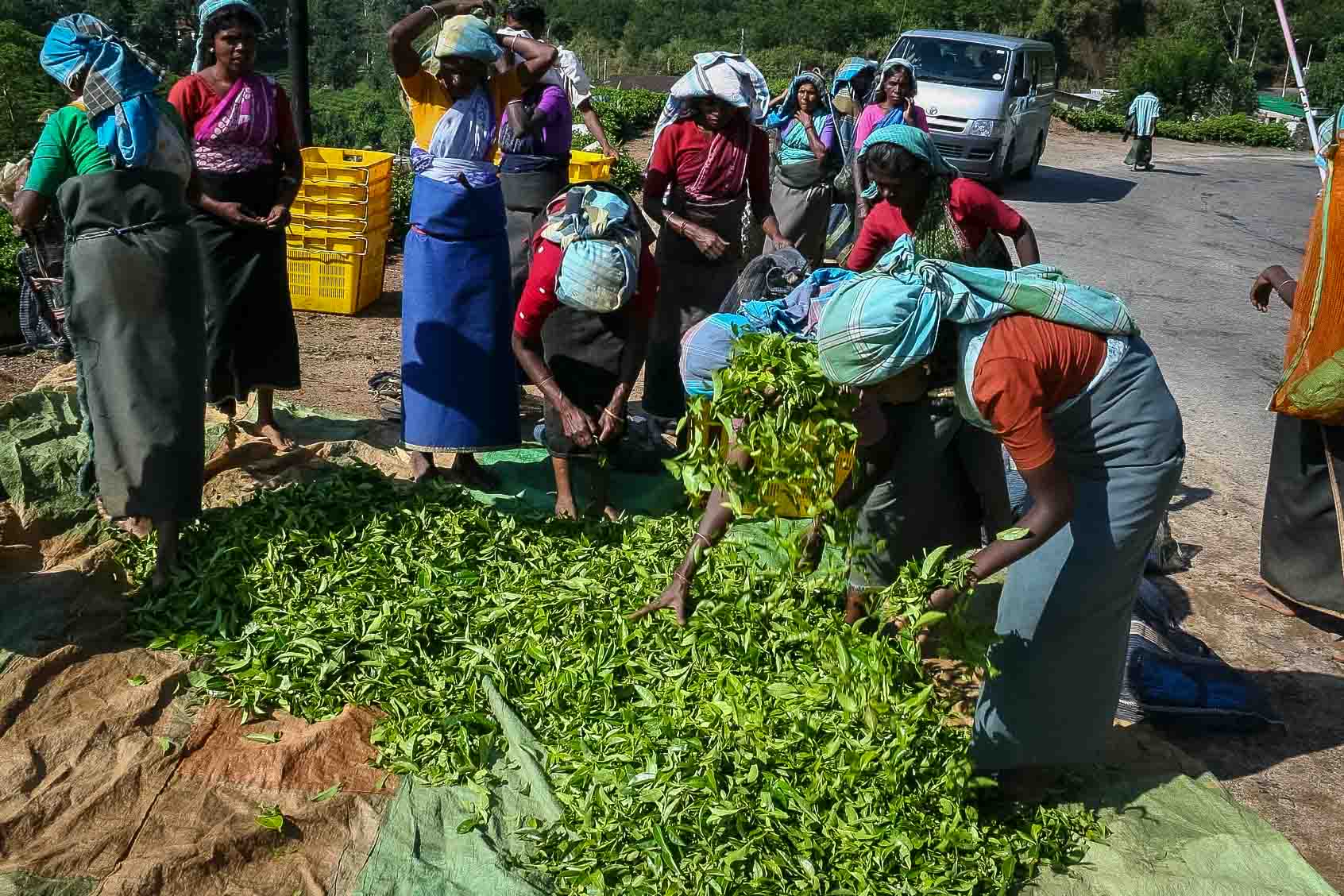 Sri Lanka teplantager, teskörd