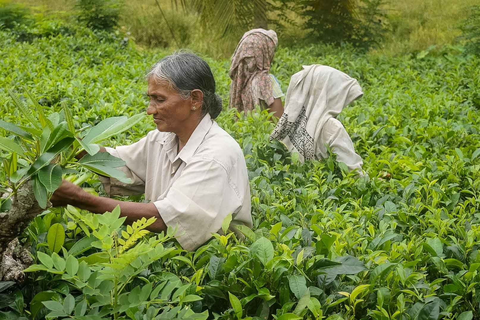 Sri Lanka teplantager, skörd