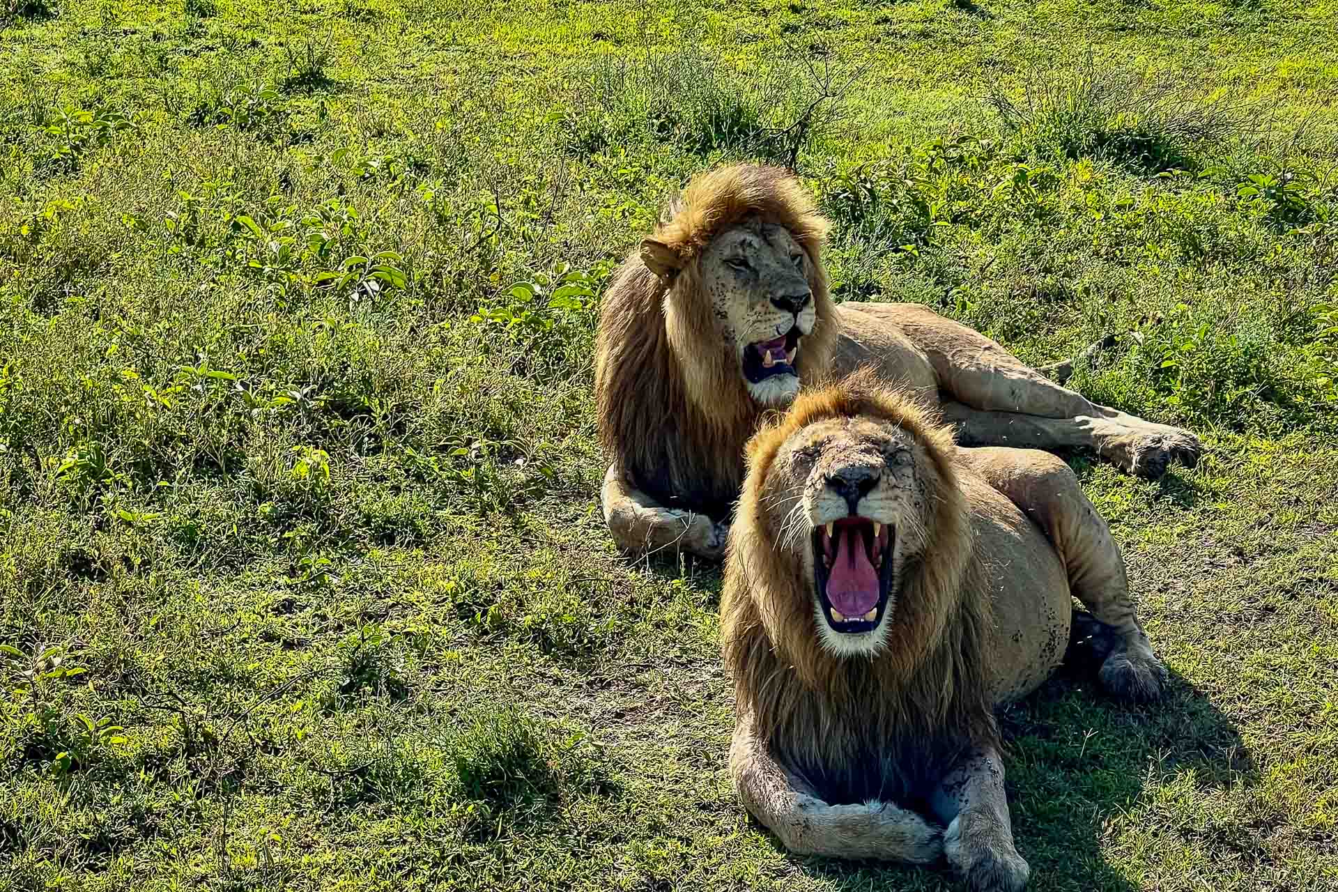 Tanzania, från våra kunder Lena och Sandra, lejon