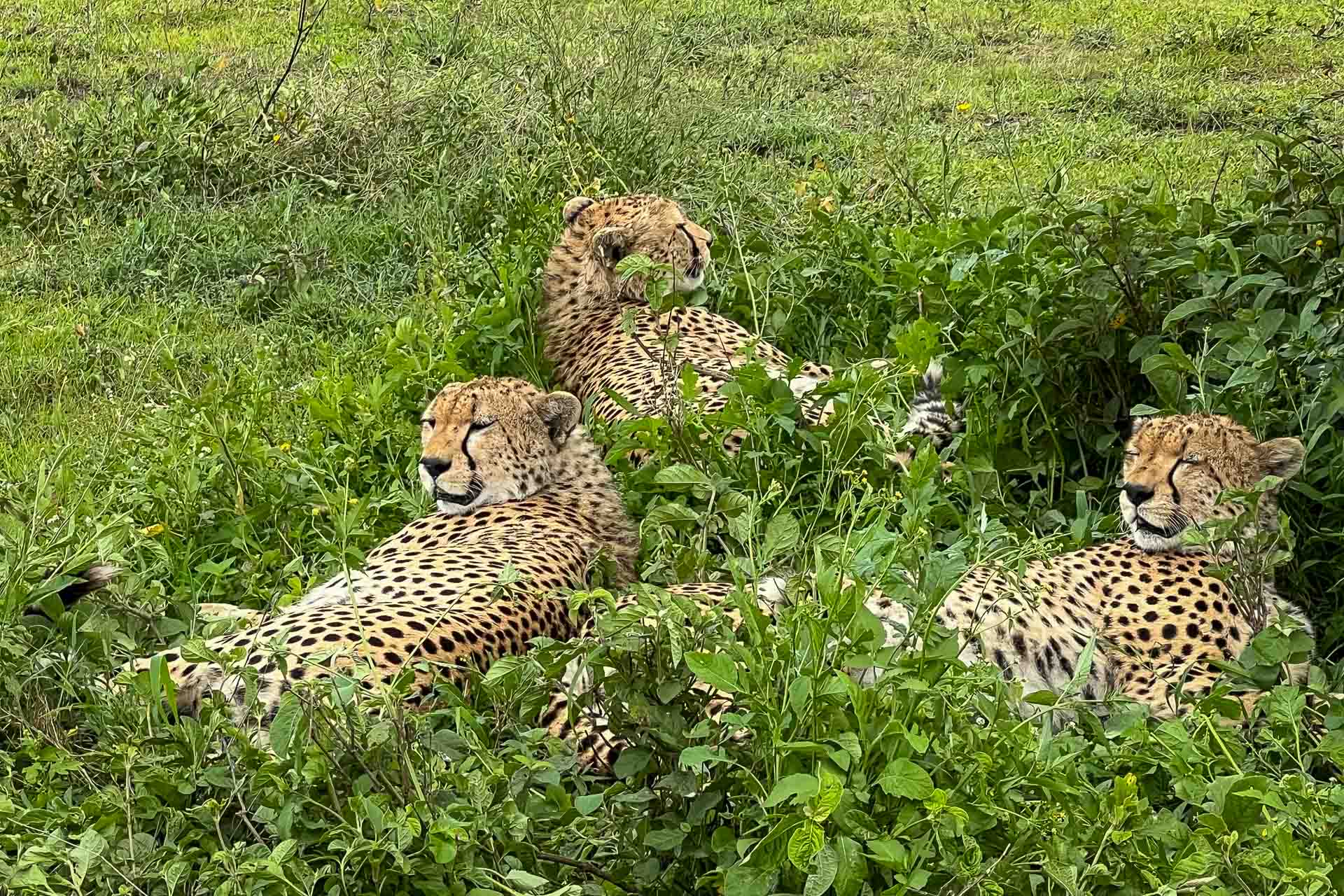 Tanzania, från våra kunder Lena och Sandra, geparder