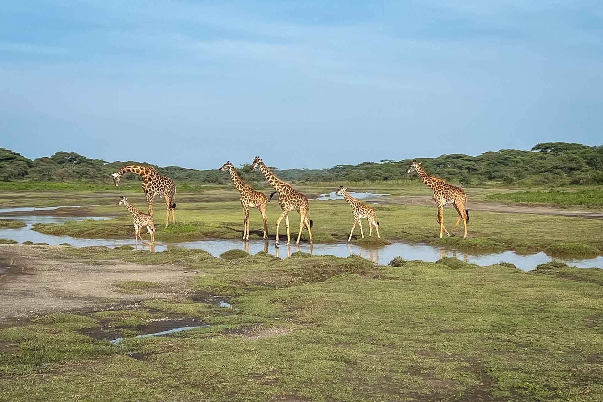 Tanzania, från våra kunder Lena och Sandra, giraffer